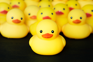 derby ducks